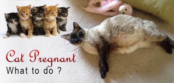 What To Do If Your Cat Is Pregnant 13