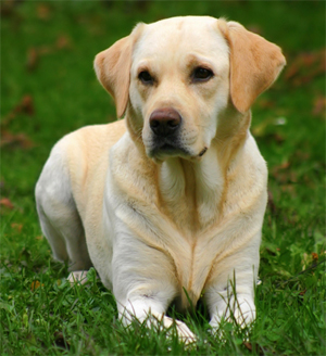 American Kennel Club Announces Most Popular Dogs of 2010